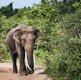 Elephant Sri lanka