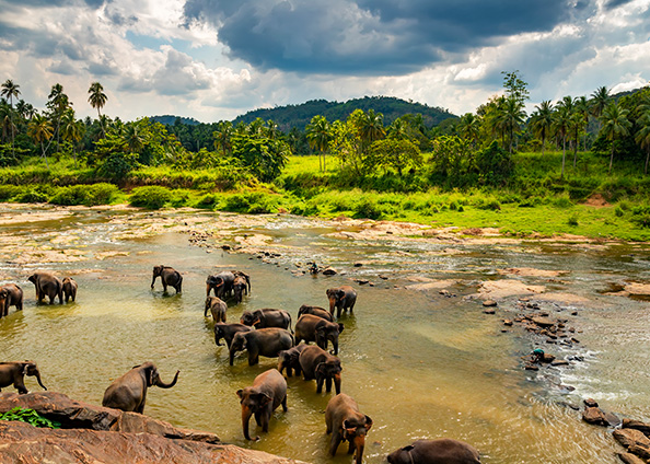 Wildlife Sri Lanka